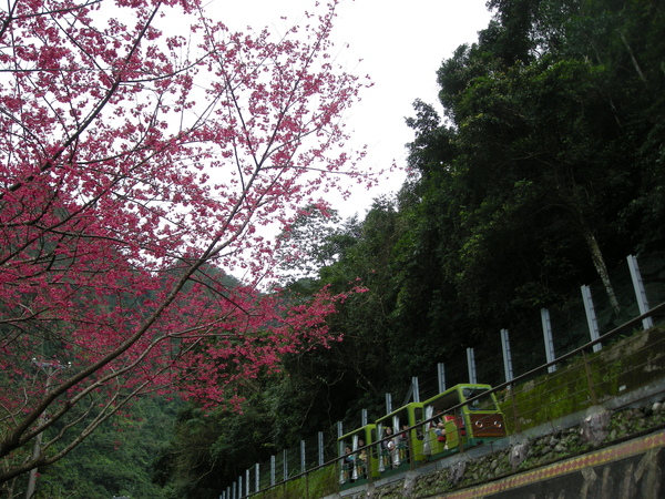 烏來野溪溫泉 133.JPG 烏來野溪溫泉 133.JPG