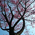 土城天上山 132.JPG