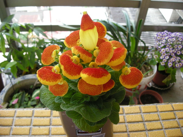 大尖山.二尖山.雀榕老樹 014.JPG 大尖山.二尖山.雀榕老樹 014.JPG