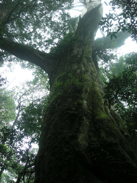 北插水園地.塔開神木.滿月園 201.JPG