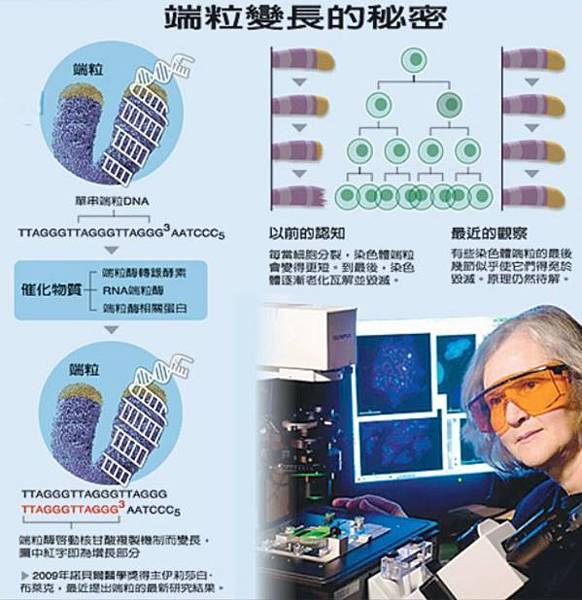 端粒變長的秘密.JPG