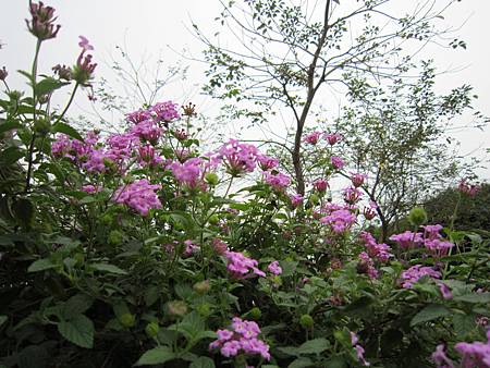 IMG_7266.JPG IMG_7266.JPG