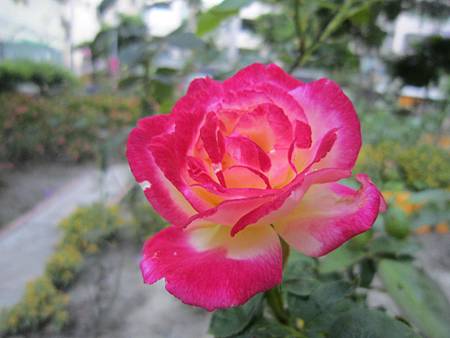 IMG_2487.JPG IMG_2487.JPG