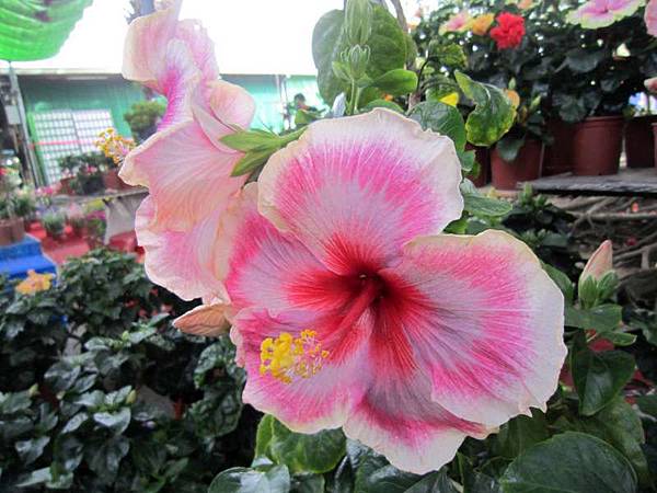 IMG_3624-800x600.jpg