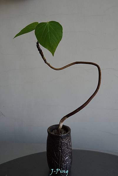 菲律賓油桐 (14) 菲律賓油桐 (14)