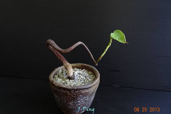 菲律賓油桐 (5) 菲律賓油桐 (5)