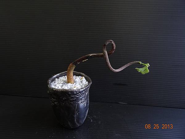 菲律賓油桐17 (1) 菲律賓油桐17 (1)