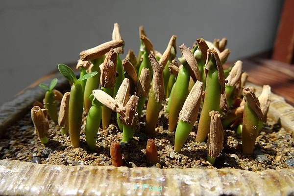 沙玫 (5) 沙玫 (5)