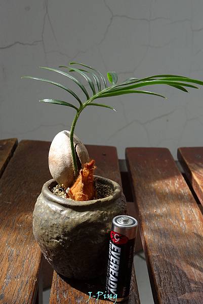 蘇鐵101 (1) 蘇鐵101 (1)