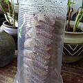 金龜樹種子盆 (8).jpg