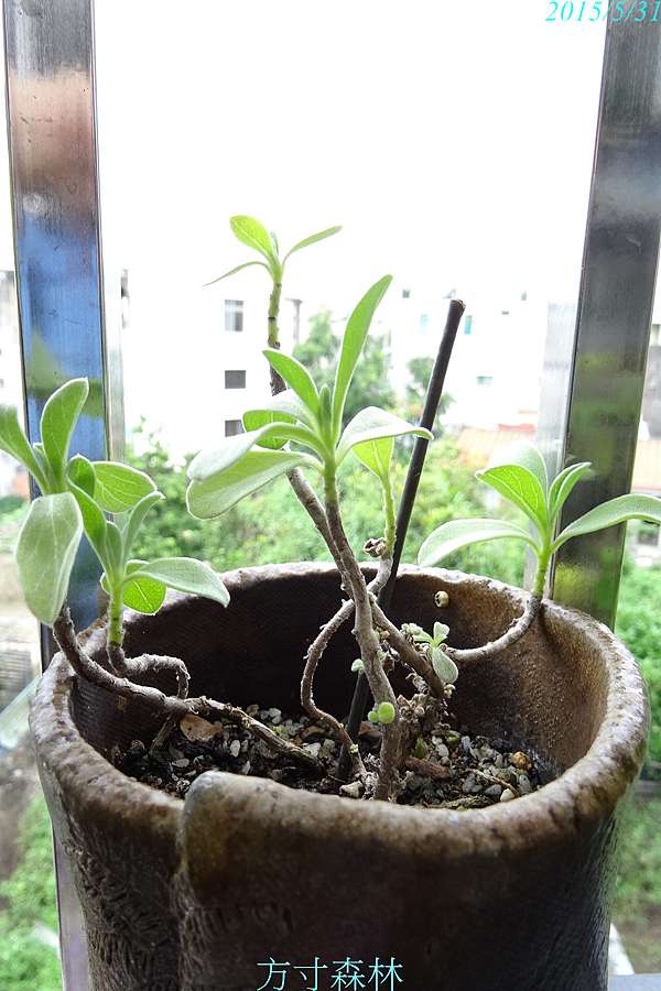 白水木種子盆栽種植技法 方寸森林綠遊園 痞客邦