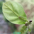 小西氏石櫟種子盆栽 (1).jpg