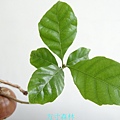 小西氏石櫟種子盆栽 (12).jpg