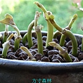 海茄冬種子盆栽 (9).jpg
