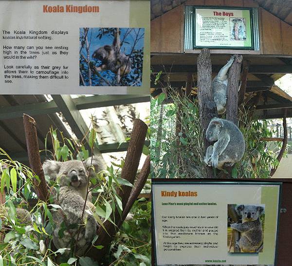 Koala.jpg