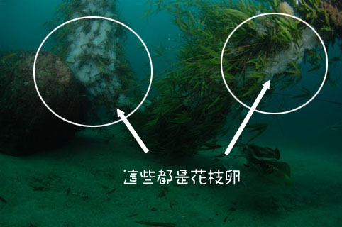 花枝產卵 Juniorlu 痞客邦