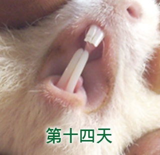 天竺鼠 牙齒斷了 豬寶房的品種天竺鼠 痞客邦 天竺鼠 牙齒斷了 豬寶房的品種天竺鼠 痞客邦