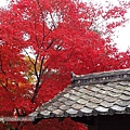 981124天龍寺紅楓.JPG