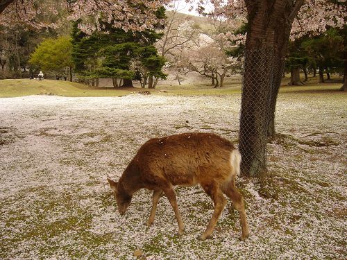 日本之旅 209.jpg