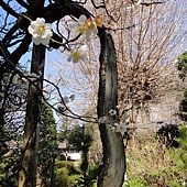 鐮倉報國寺古梅