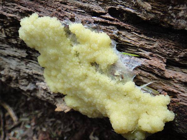 煤絨菌屬黏菌