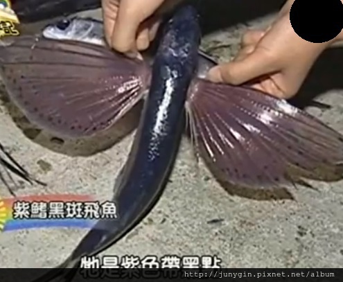 紫鰭黑斑飛魚