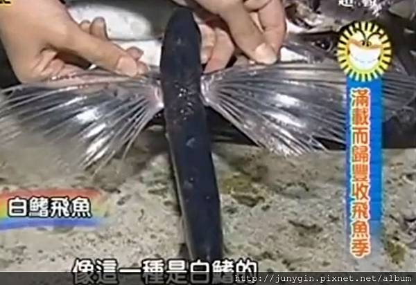 白鰭飛魚