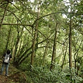 綠意森林，台灣山林真美