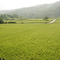 富池橋上，美麗的縱谷稻田