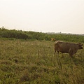 瓦硐 黃昏 牛