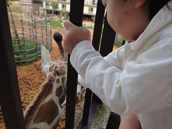 哪家動物園可以這樣摸~