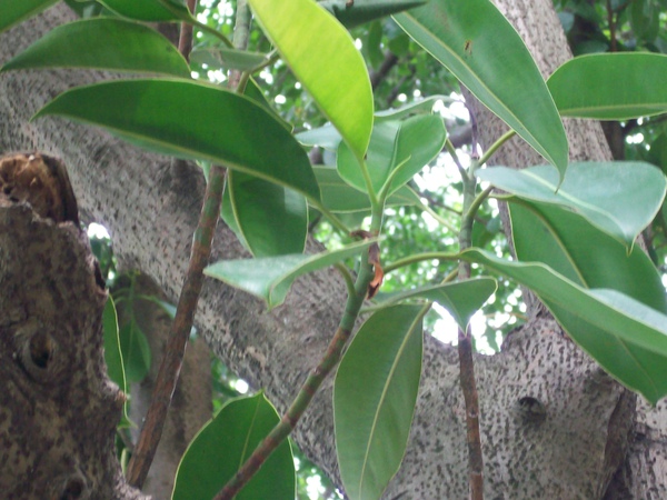 印度橡膠樹2.JPG