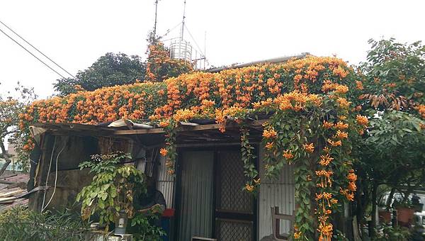 CGM主希望光教會我養蜂.jpg CGM主希望光教會我養蜂.jpg