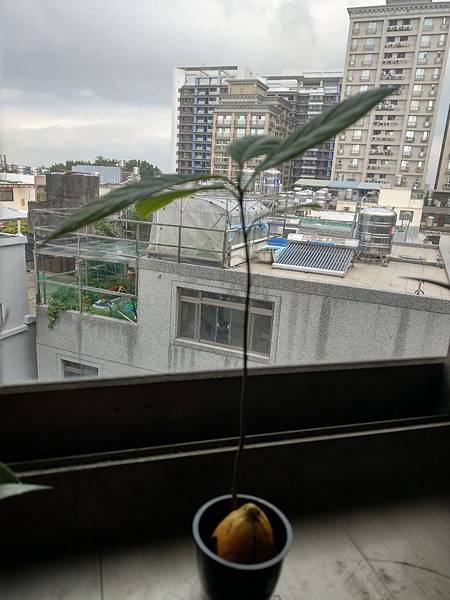 主希望光酪梨種子盆栽.jpg 主希望光酪梨種子盆栽.jpg