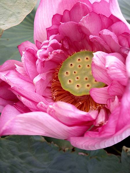 IMAG4099.jpg IMAG4099.jpg