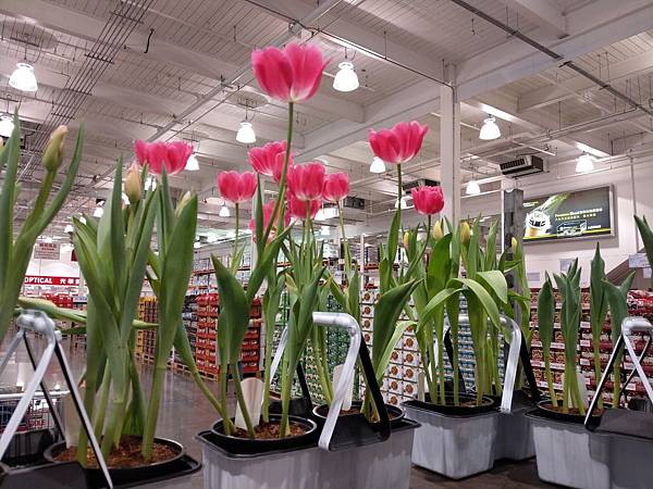 好市多鬱金香 好市多鬱金香