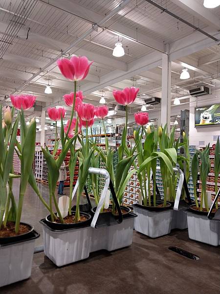 好市多鬱金香