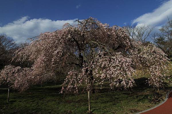 IMG_1987a_調整大小