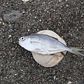 IMG_3722_調整大小.JPG
