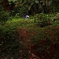 IMG_9890_調整大小.JPG