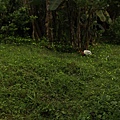 IMG_9892_調整大小.JPG