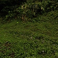 IMG_9896_調整大小.JPG