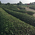 IMG_4998_調整大小.JPG