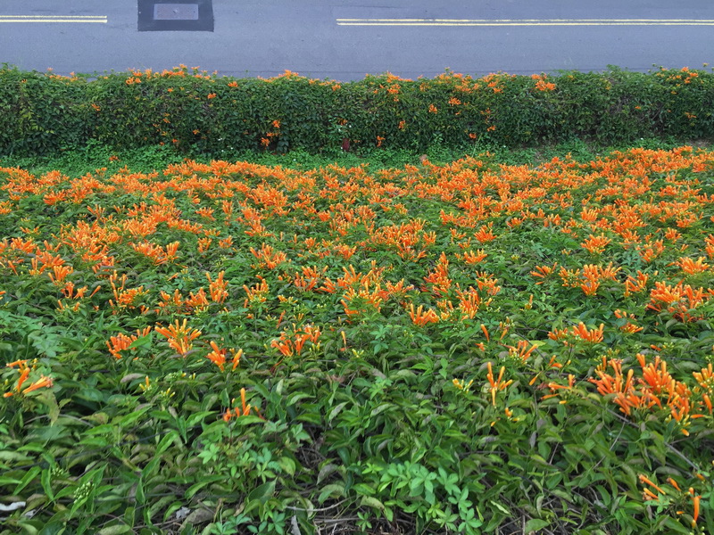 IMG_7115_調整大小.JPG IMG_7115_調整大小.JPG