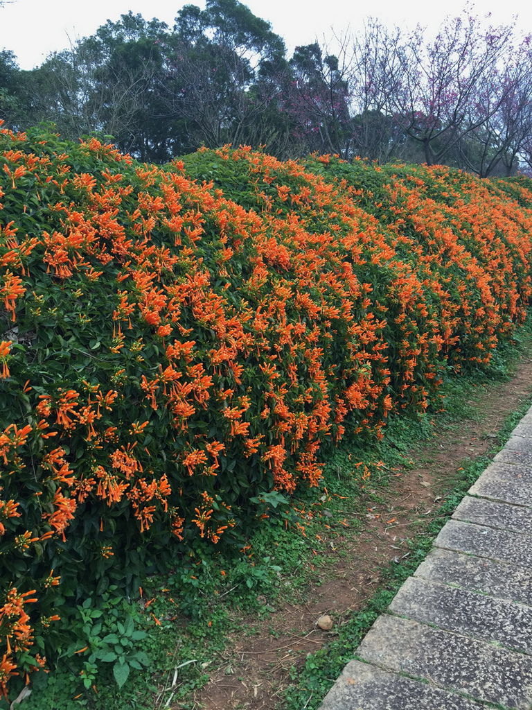 IMG_7123_調整大小.JPG IMG_7123_調整大小.JPG