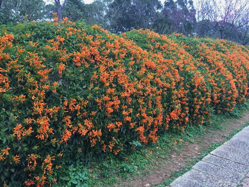 IMG_7125_調整大小.JPG IMG_7125_調整大小.JPG