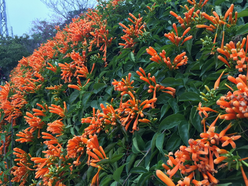 IMG_7136_調整大小.JPG IMG_7136_調整大小.JPG