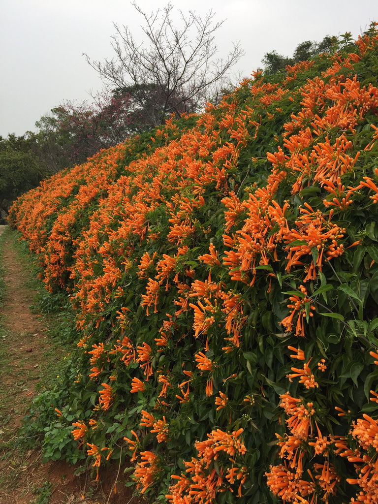 IMG_7137_調整大小.JPG IMG_7137_調整大小.JPG