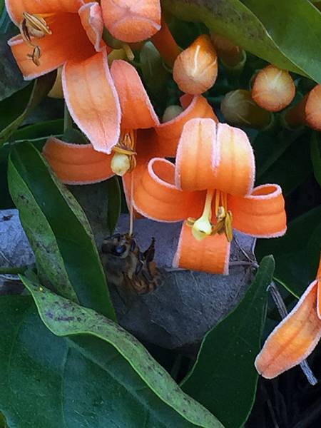 IMG_7145_調整大小.JPG IMG_7145_調整大小.JPG