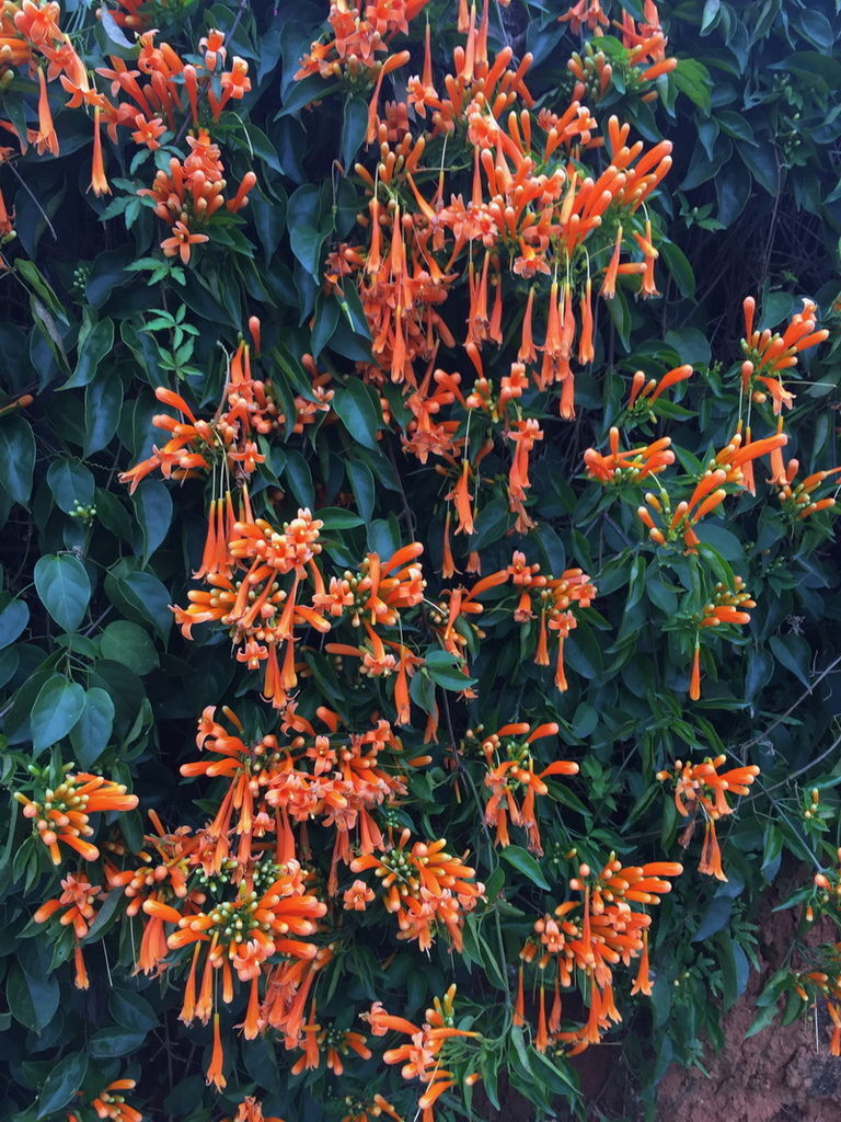 IMG_7156_調整大小.JPG IMG_7156_調整大小.JPG